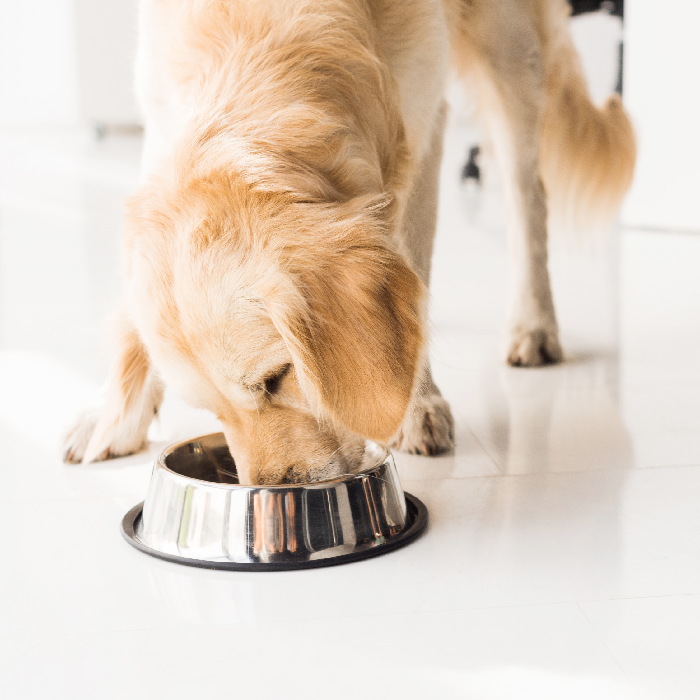 Why single protein dog food has big benefits